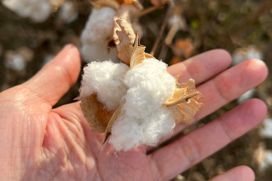 Supima Harvest - Getting to Know Your Fiber